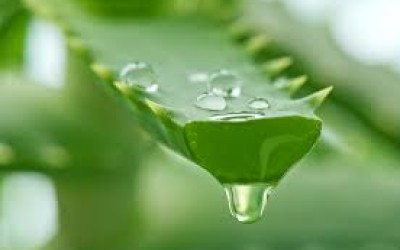 Insane (But True) Things About Aloe-Vera